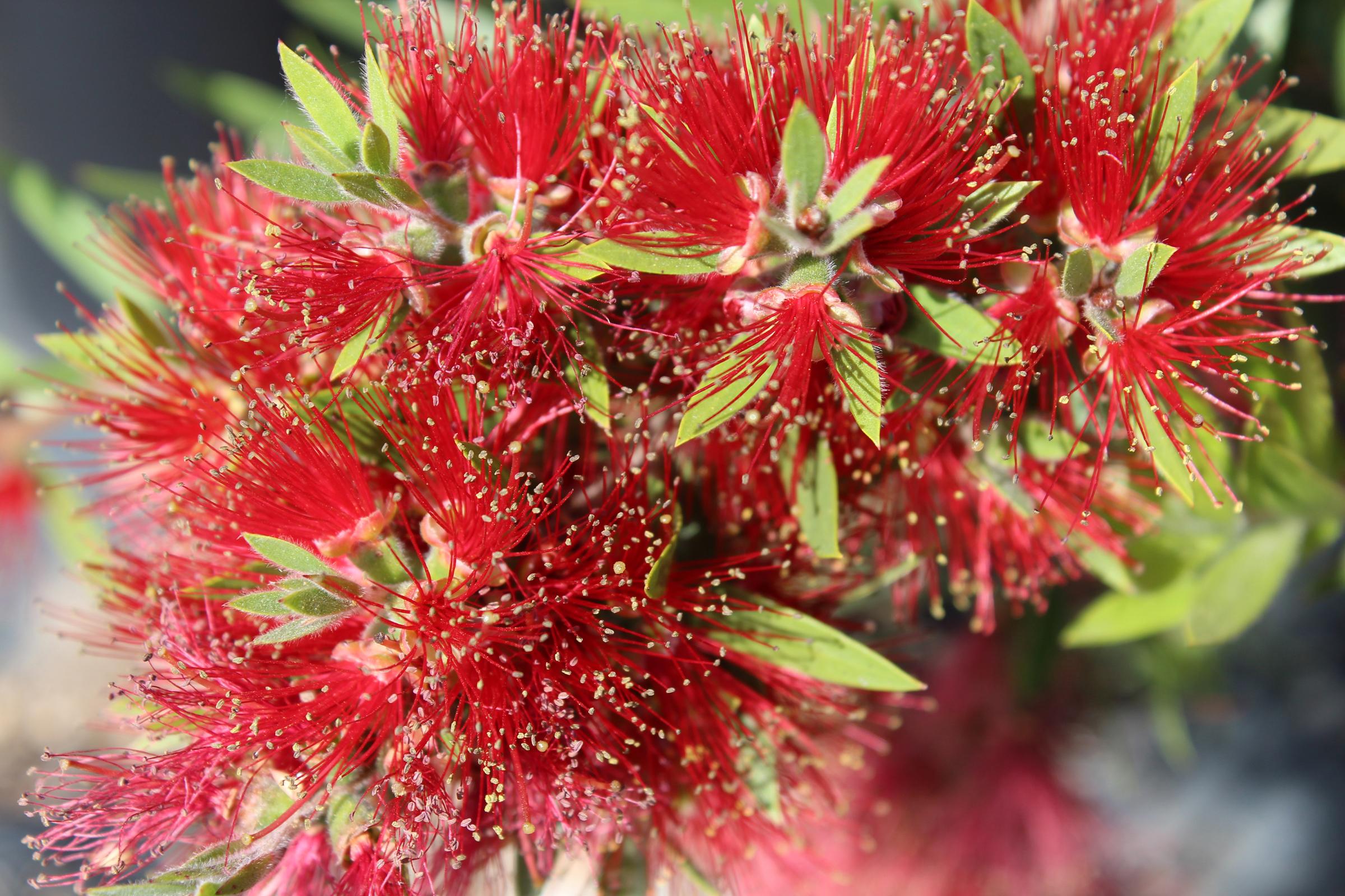 Callistemon viminalis Slim Native Sons Wholesale 