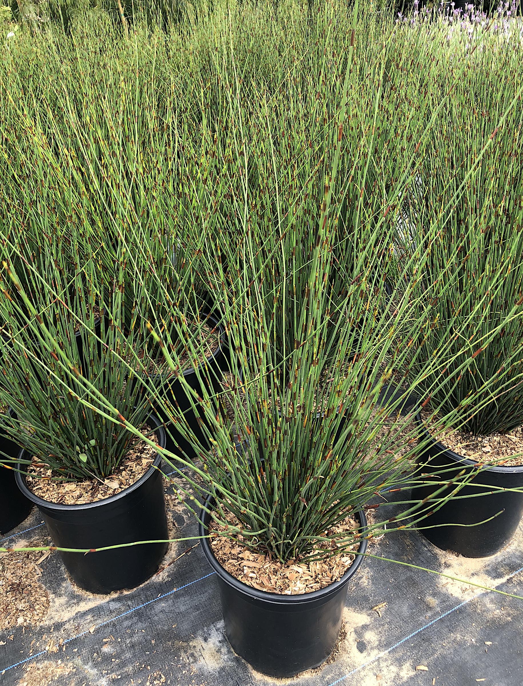 Chondropetalum tectorum 'Hampton Compact' | Native Sons Wholesale Nursery