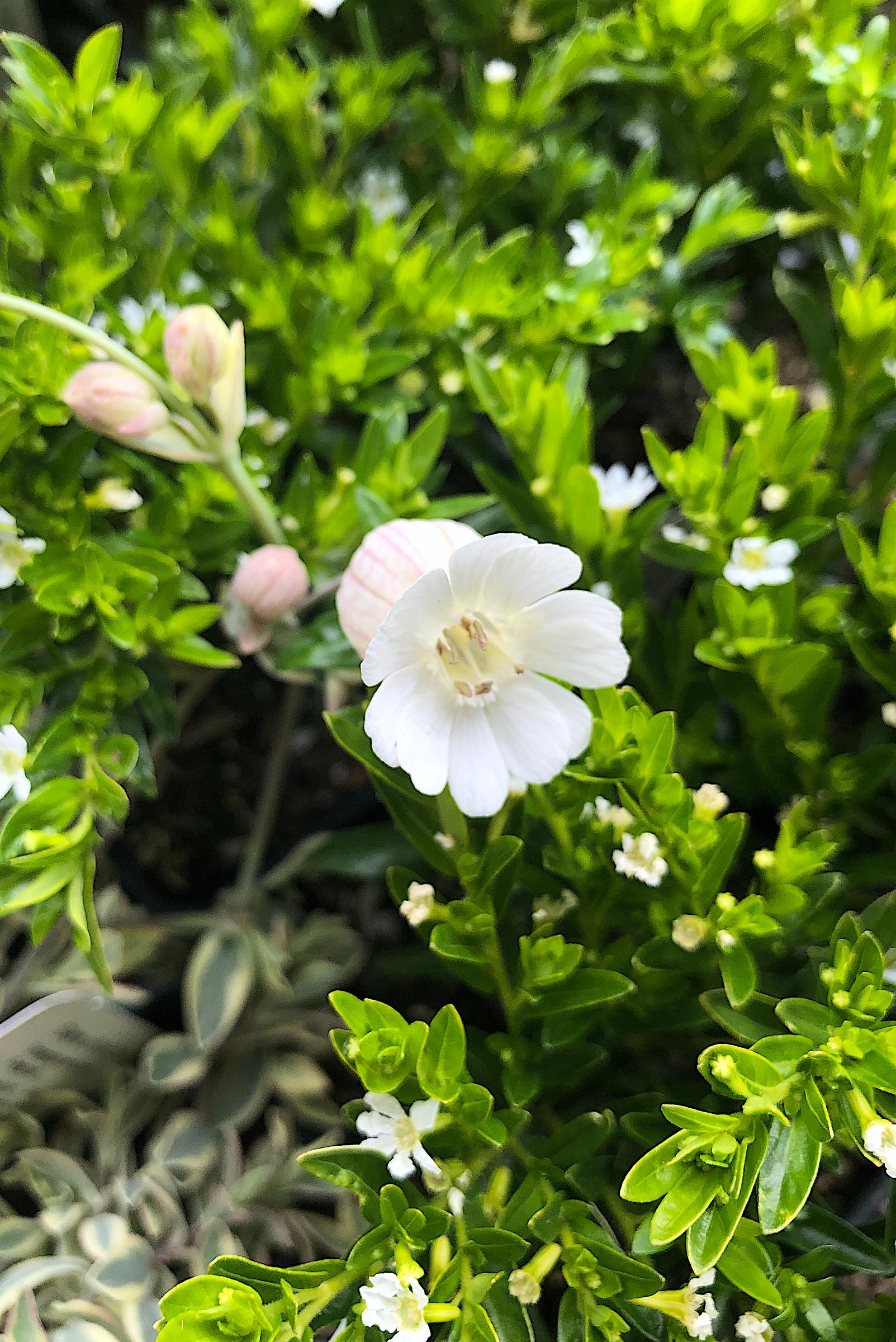 Cuphea hyssopifolia 'Alba' | Native Sons Wholesale Nursery