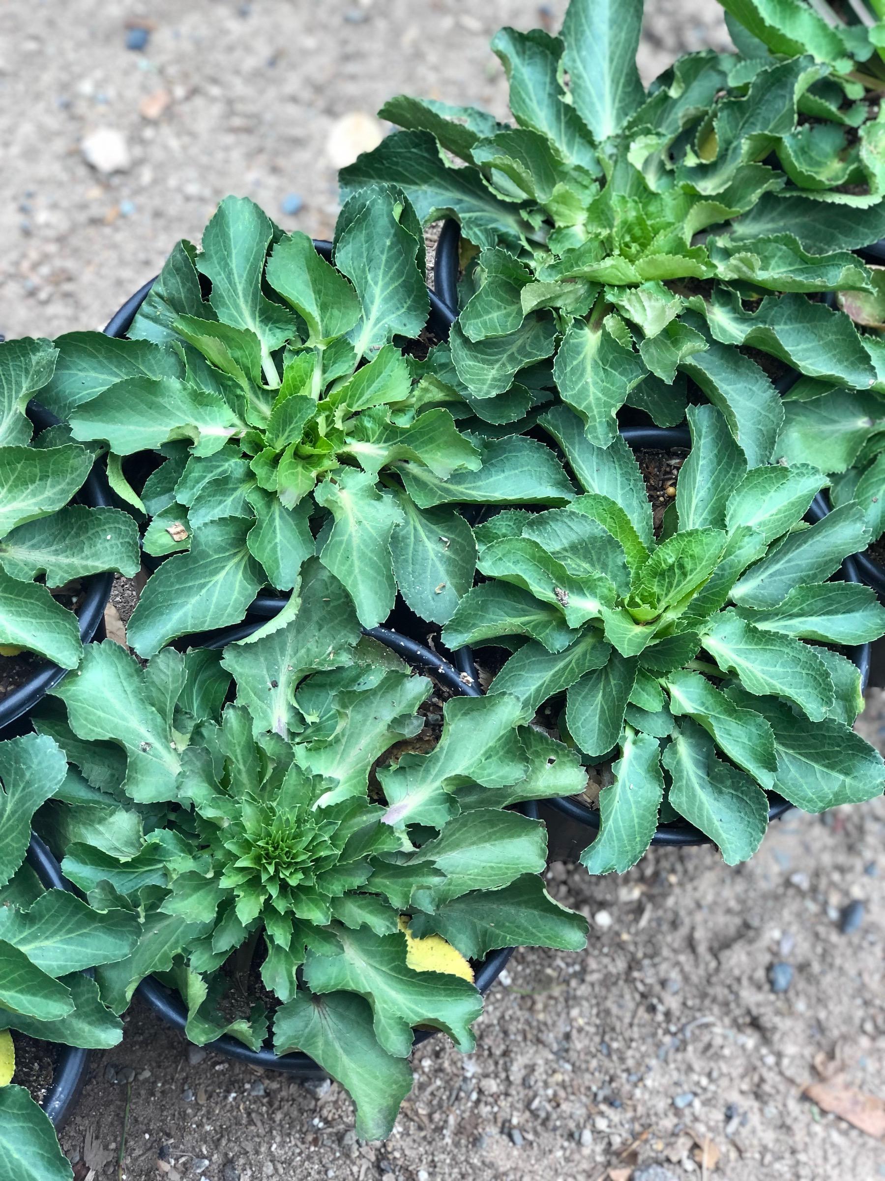 Eryngium planum 'Blue Hobbit' | Native Sons Wholesale Nursery