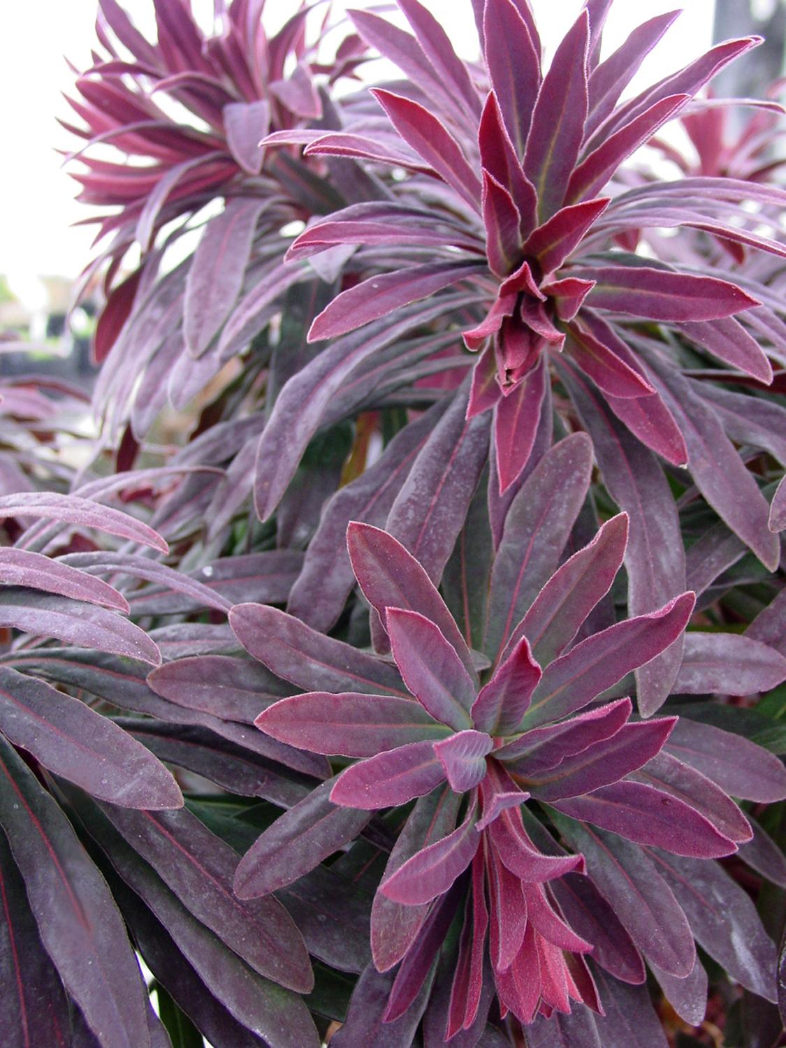 Euphorbia amygdaloides 'Ruby Glow' | Native Sons Wholesale Nursery