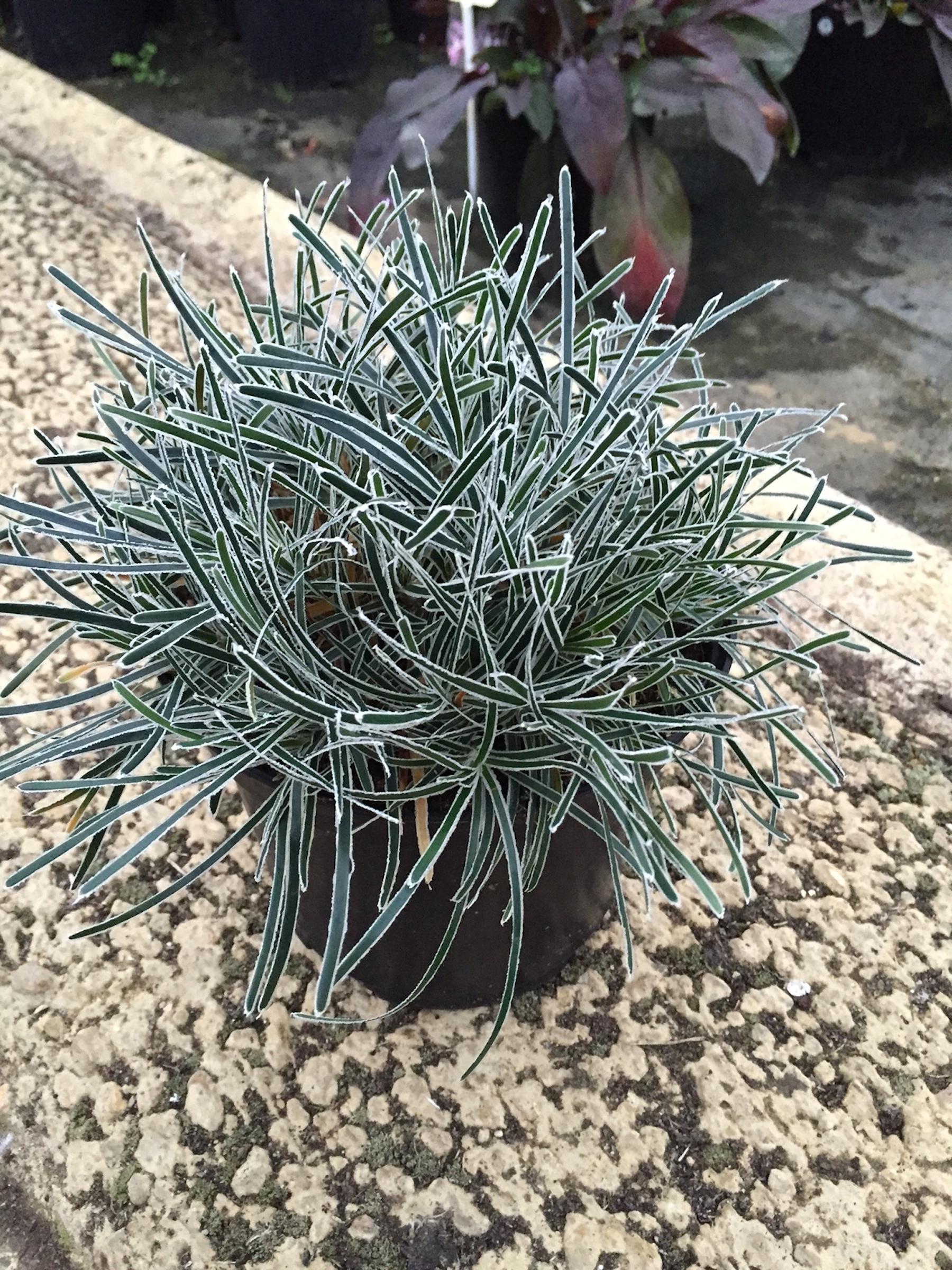 Ficinia truncata 'Ice Crystal'® | Native Sons Wholesale Nursery