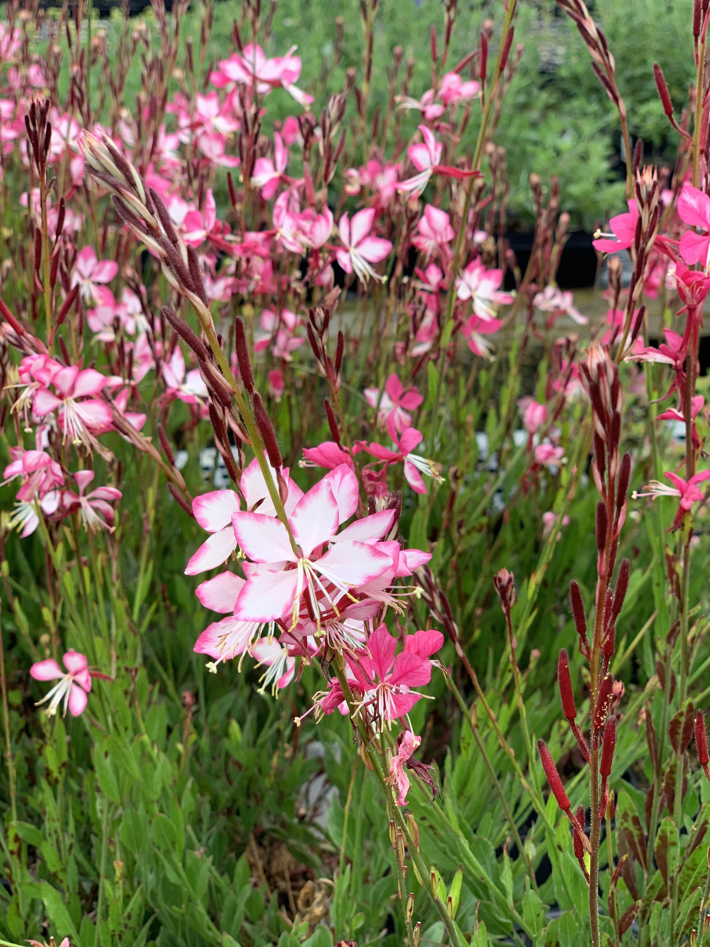 Gaura Lindheimeri Rosy Jane Native Sons Wholesale Nursery Gaura Lindheimeri Rosy Jane Native Sons Wholesale Nursery