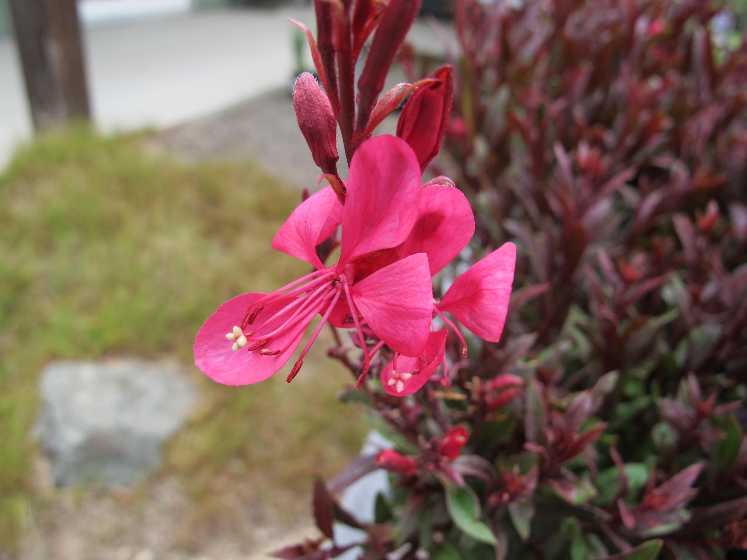 Gaura lindheimeri 'Gaudi Red' (PPAF) | Native Sons Wholesale Nursery