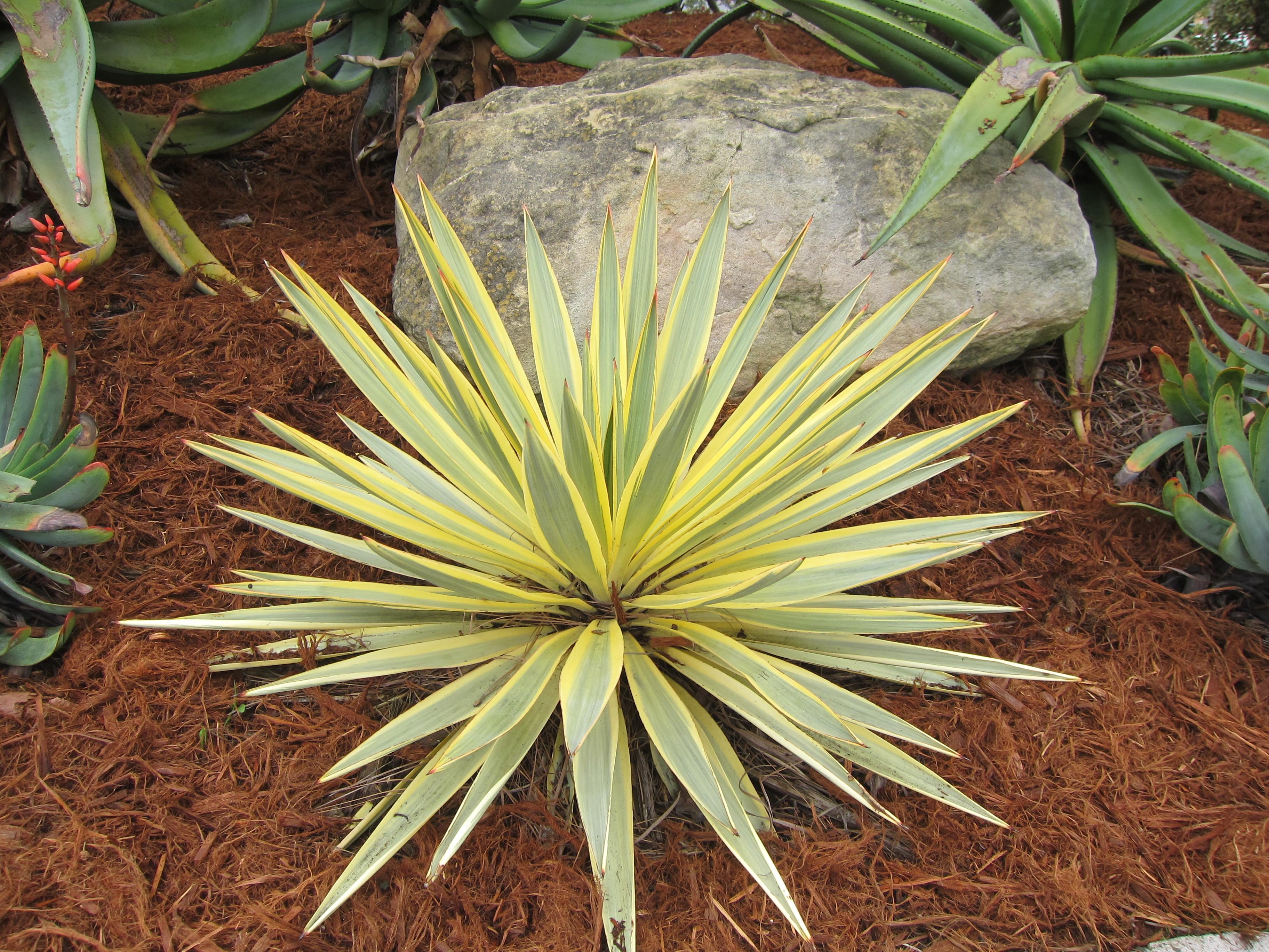 Yucca 'Bright Star' | Native Sons Wholesale Nursery