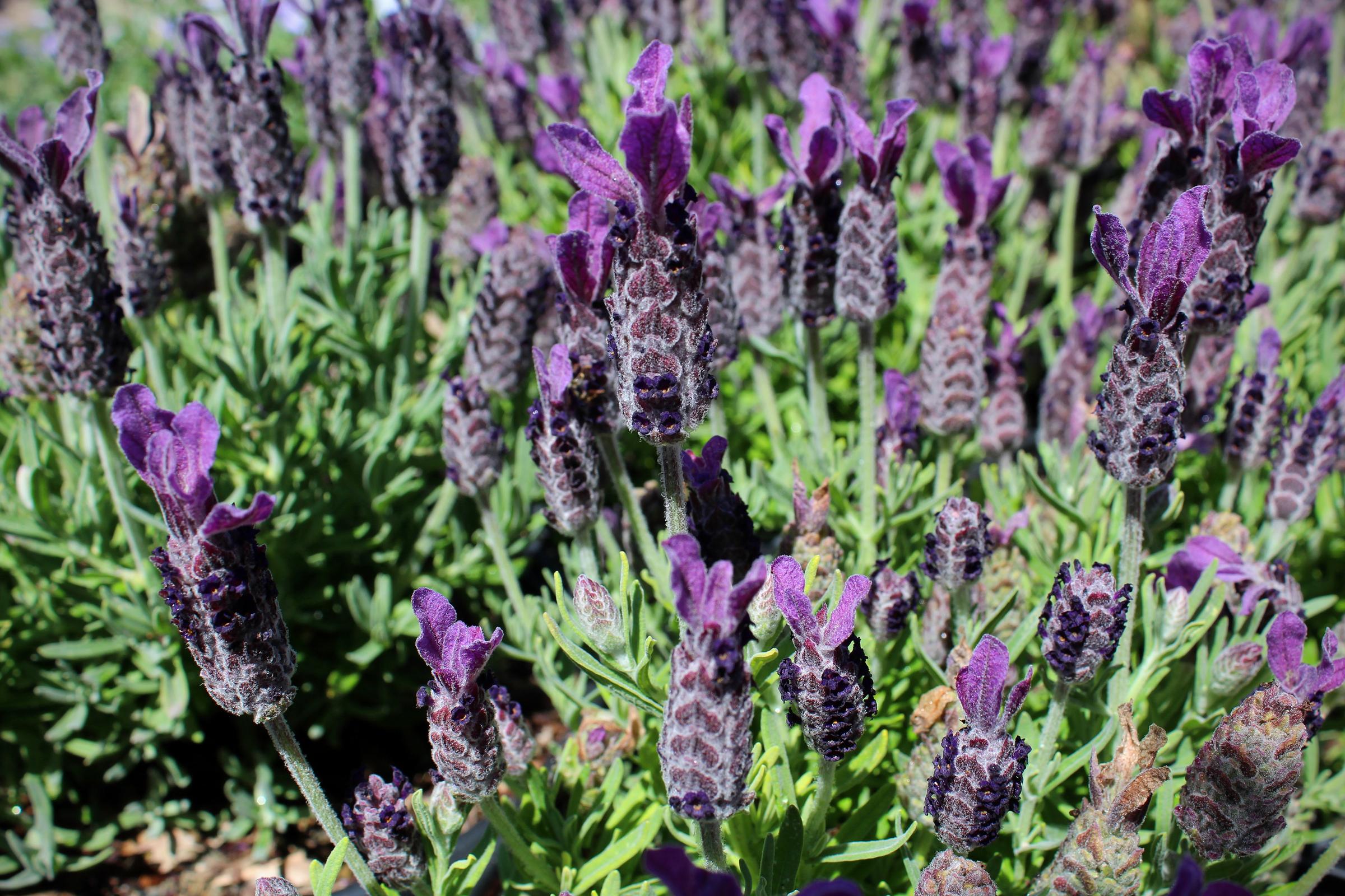 Lavandula stoechas 'Luxurious' | Native Sons Wholesale Nursery