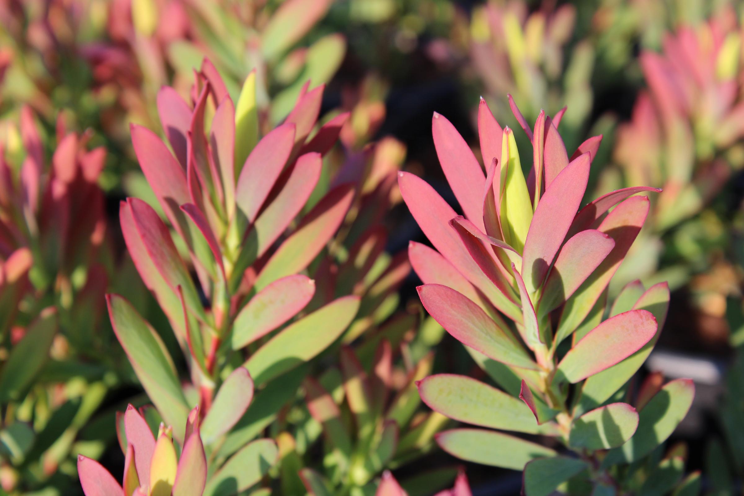 Leucadendron salignum 'Winter Red' | Native Sons Wholesale Nursery