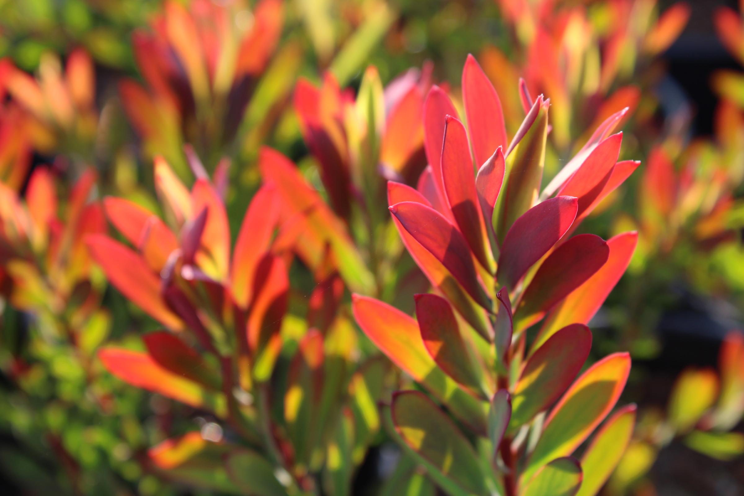 Leucadendron salignum 'Winter Red' .