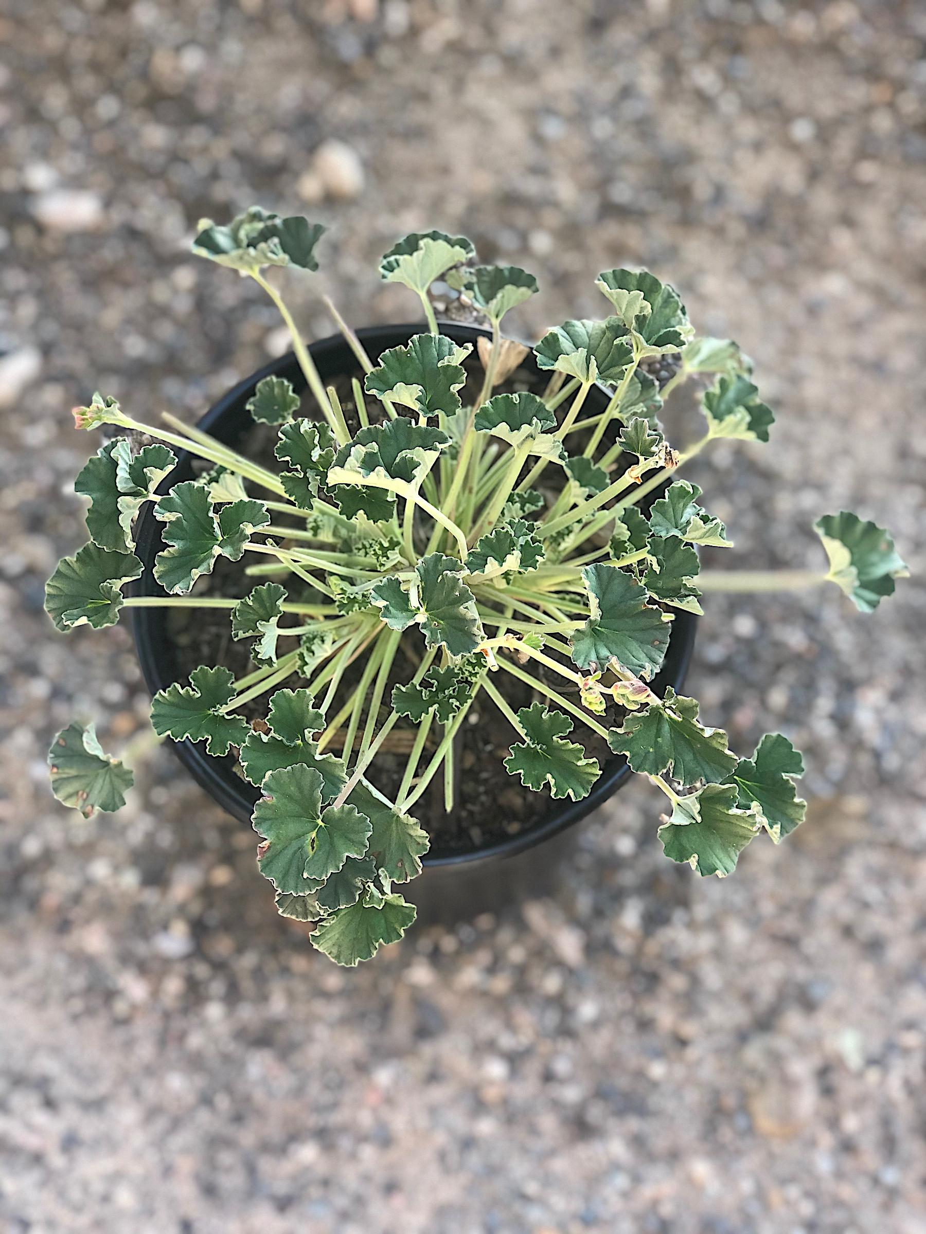 pelargonium sidoides | native sons wholesale nursery