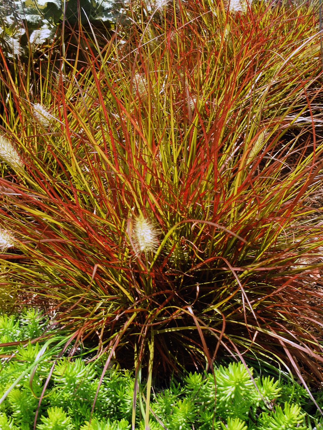 pennisetum-alopecuroides-burgundy-bunny-native-sons-wholesale-nursery