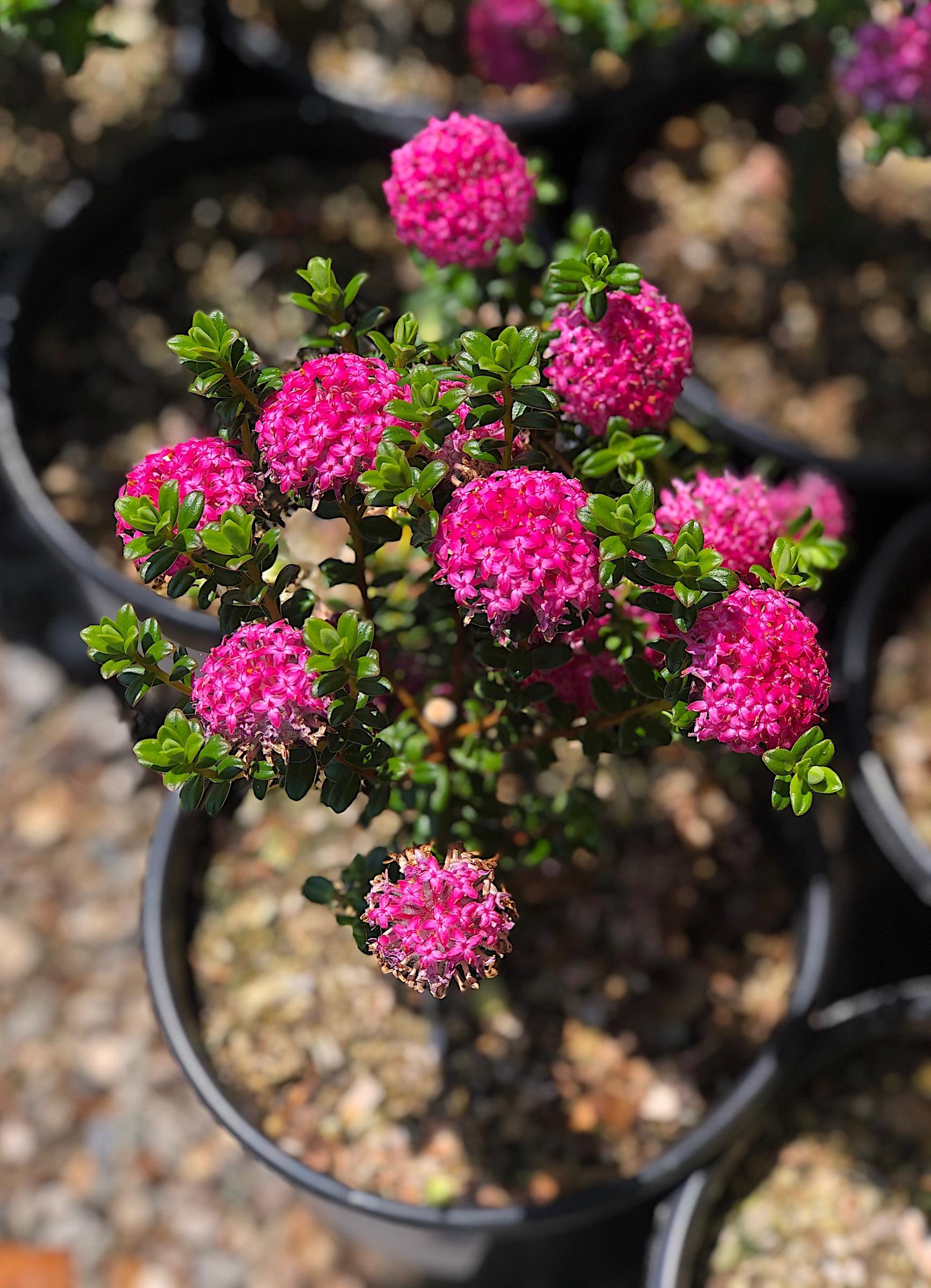 Pimelea ferruginea 'Magenta Mist' | Native Sons Wholesale Nursery