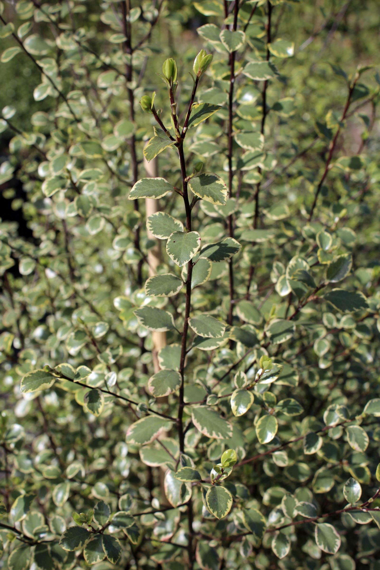 Pittosporum tenuifolium 'Silver Magic' | Native Sons Wholesale Nursery