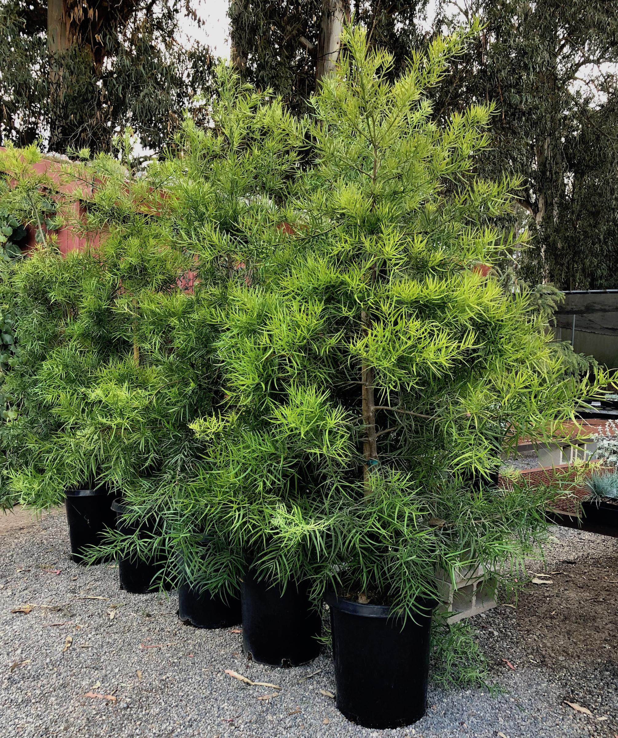 Podocarpus gracilior | Native Sons Wholesale Nursery