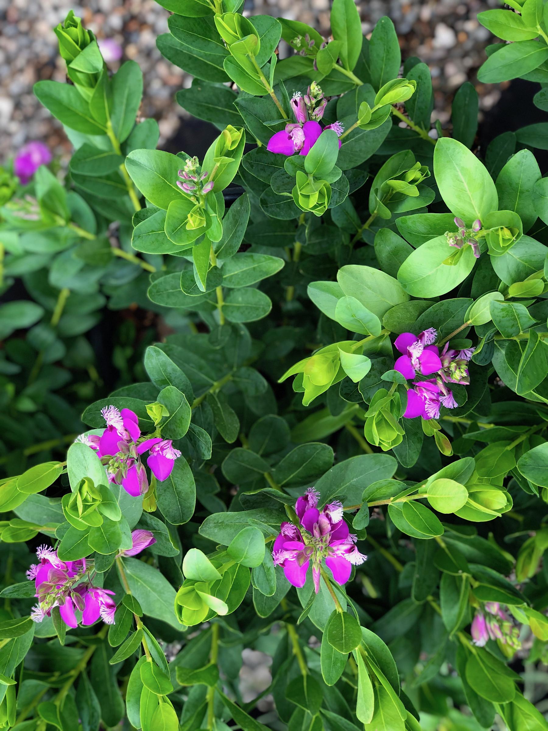 Polygala myrtifolia 'Grandiflora' | Native Sons Wholesale Nursery