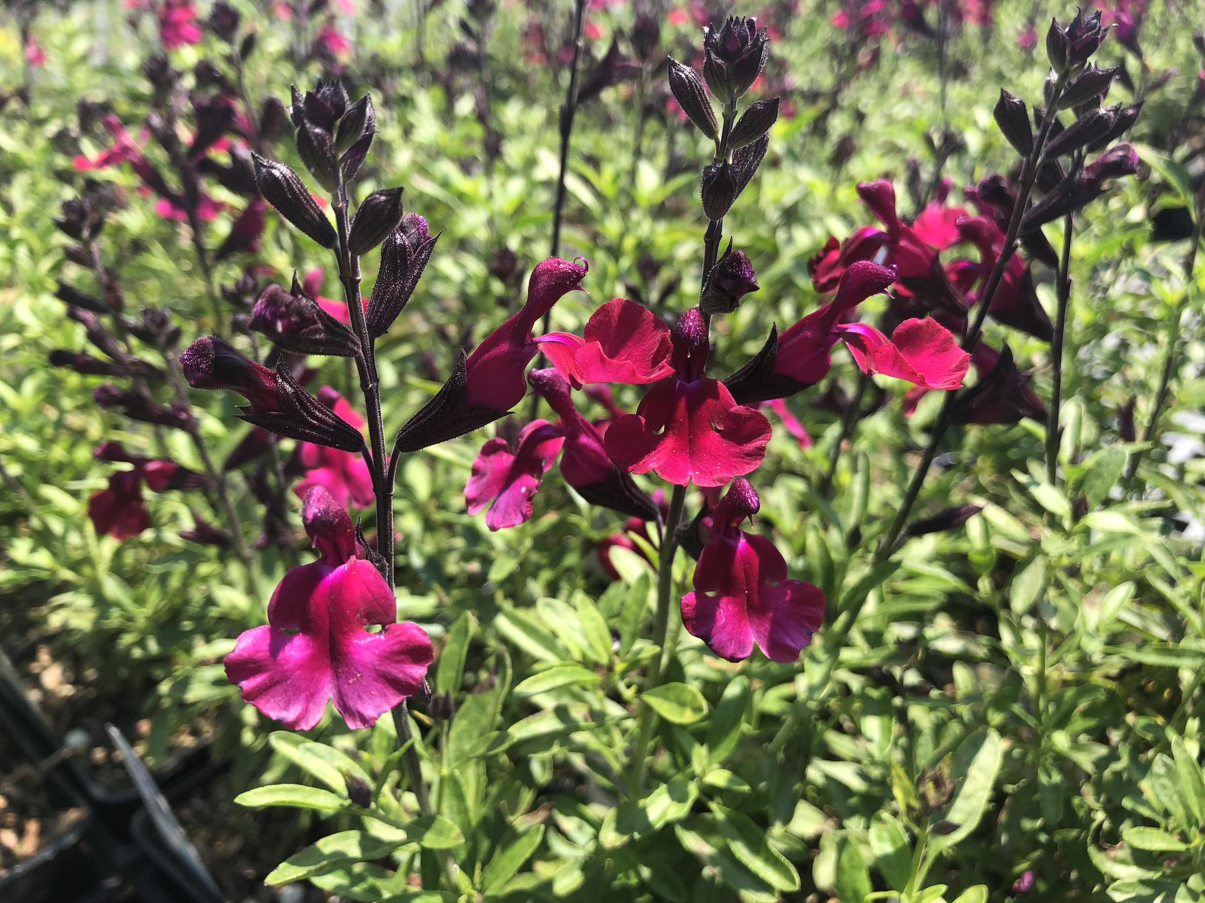 Salvia greggii 'Mirageâ„¢ Burgundy' | Native Sons Wholesale Nursery