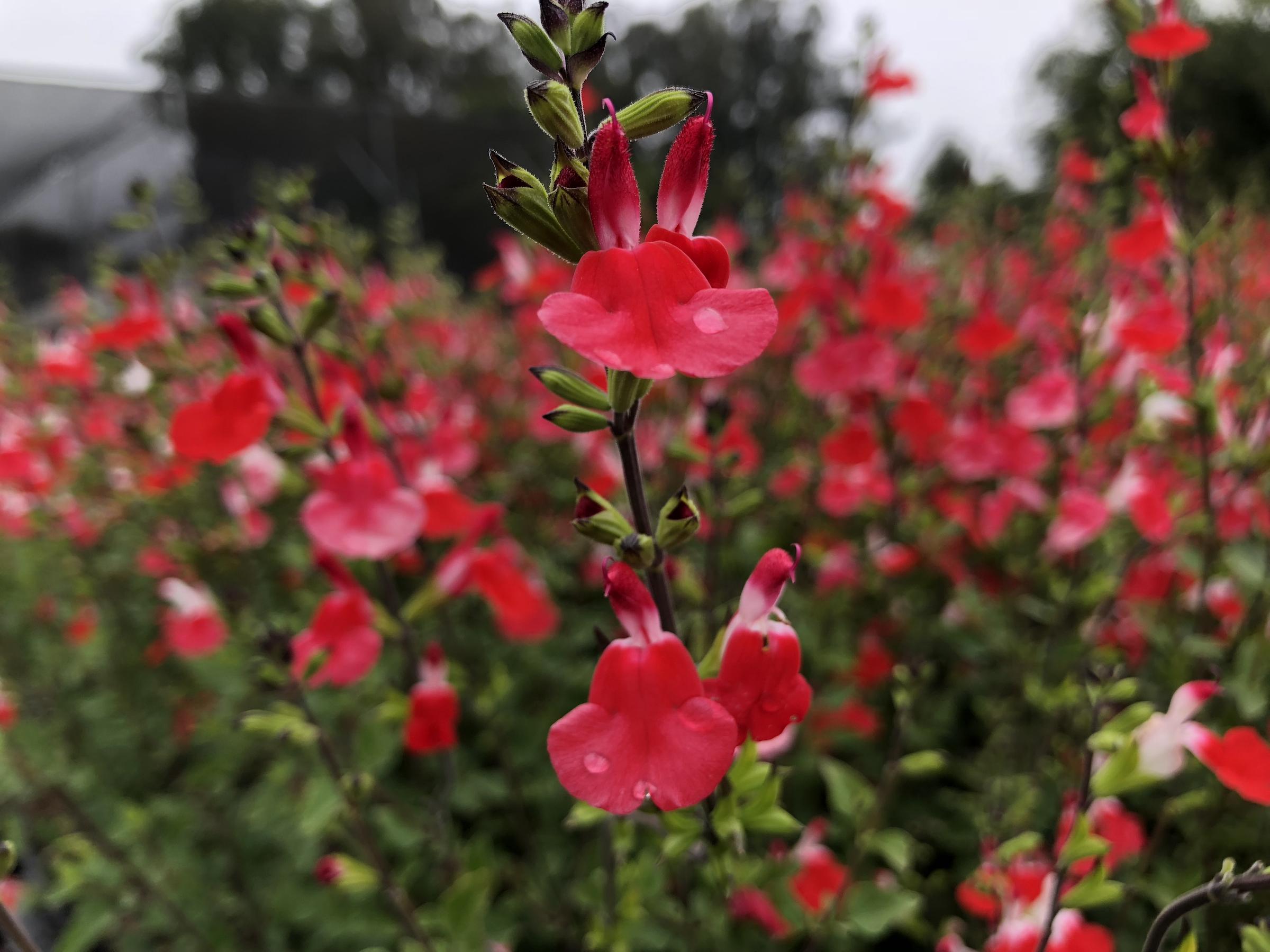 Salvia 'Hot Lips' | Native Sons Wholesale Nursery