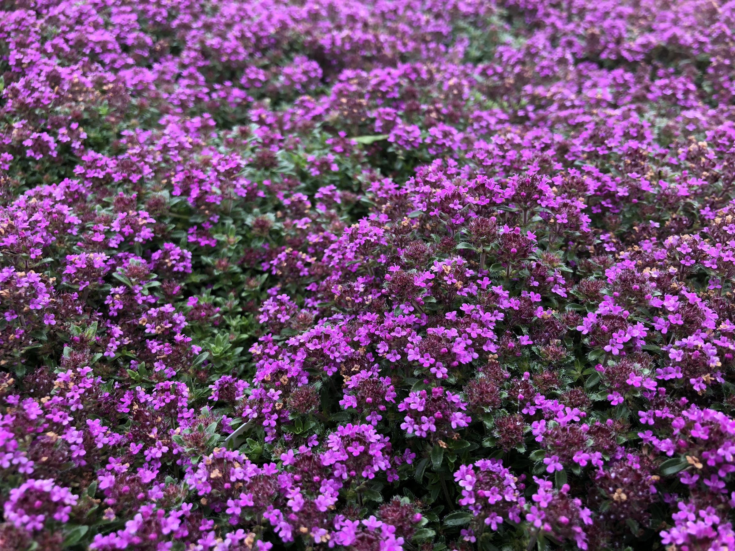 Where To Buy Red Creeping Thyme Available In 9cm Pots Buy Online Now