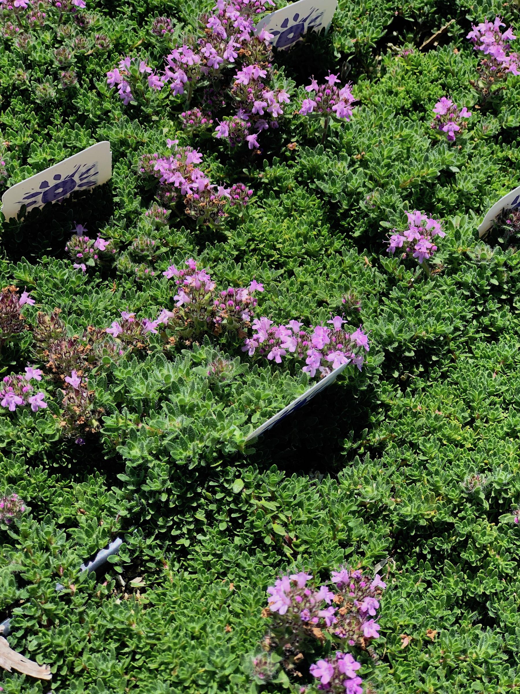 Thymus serpyllum ‘Pink Chintz’ | Native Sons Wholesale Nursery