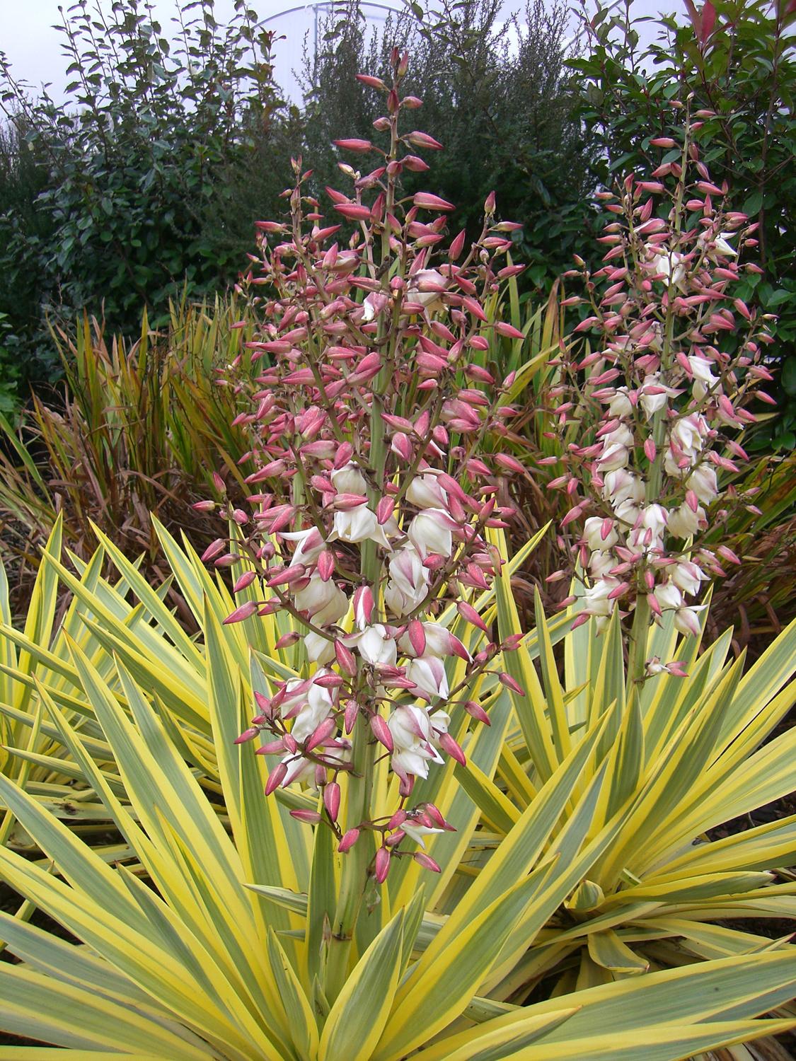 Yucca 'Bright Star' | Native Sons Wholesale Nursery