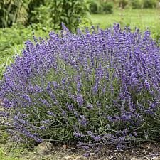 Lavandula angustifolia 'Imperial Gem' - English lavender