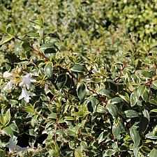 Abelia x grandiflora 'Radiance' - Radiance abelia