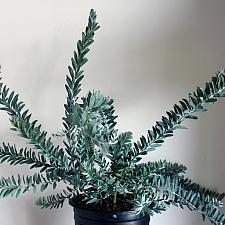 Acacia covenyi - Blue bush