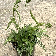Achillea millefolium 'Cook and Green' - Yarrow