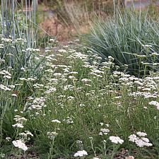 Achillea millefolium 'King Range' - Yarrow