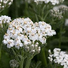 Achillea millefolium 'Mesa Blanca' - Yarrow