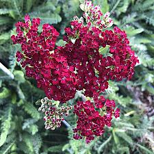 Achillea millefolium 'New Vintage Red' - Yarrow