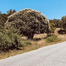 Aesculus californica - California buckeye