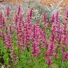 Agastache 'Rosy Giant' - Giant hyssop