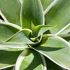 Agave attenuata 'Ray of Light' - Agave