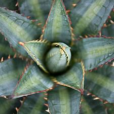 Agave funkiana 'Fatal Attraction' - Agave