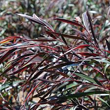 Agonis flexuosa 'Burgundy' - Willow myrtle
