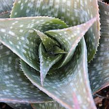 Aloe deltoideodonta 'Sparkler' - Kelly's sparkler aloe