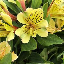 Alstroemeria 'Inca Rio'® - Peruvian lily