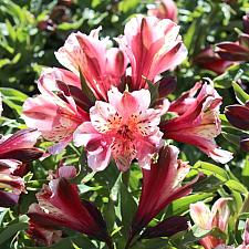 Alstroemeria 'Inca Sweety' - Peruvian lily