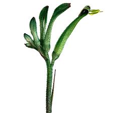 Anigozanthos viridis 'Phar Lap' - Kangaroo paw