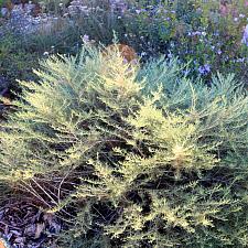 Artemisia californica ‘Montara’ - California sagebrush