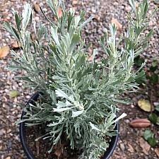 Artemisia tridentata - Sage brush