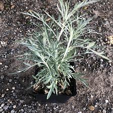 Artemisia ludoviciana ‘Silver King’ - White sage
