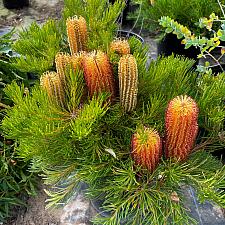 Banksia spinulosa - Hairpin banksia