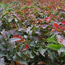 Berberis aquifolium ‘Compacta’ - Compact Oregon grape