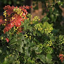 Berberis ‘Ken Hartman’ - Oregon grape