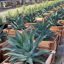 Agave 'Blue Flame' - Blue flame agave