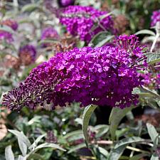 Buddleja 'Buzz™ Pink Purple' - Butterfly bush