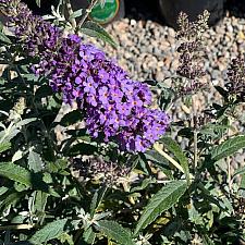Buddleja Buzz™ 'Lavender' - Buttefly bush