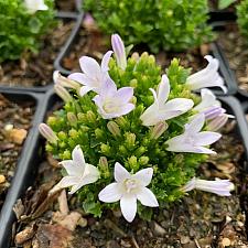 Campanula portenschlagiana 'Ambella White' - Bellflower