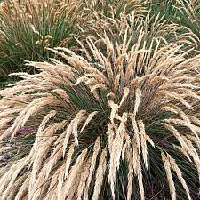 Calamagrostis foliosa - Cape Mendocino reed grass